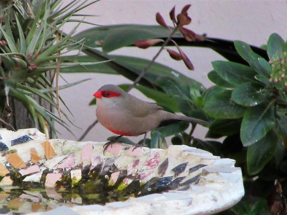 مبيت وإفطار مونتاغو Squirrels Corner المظهر الخارجي الصورة